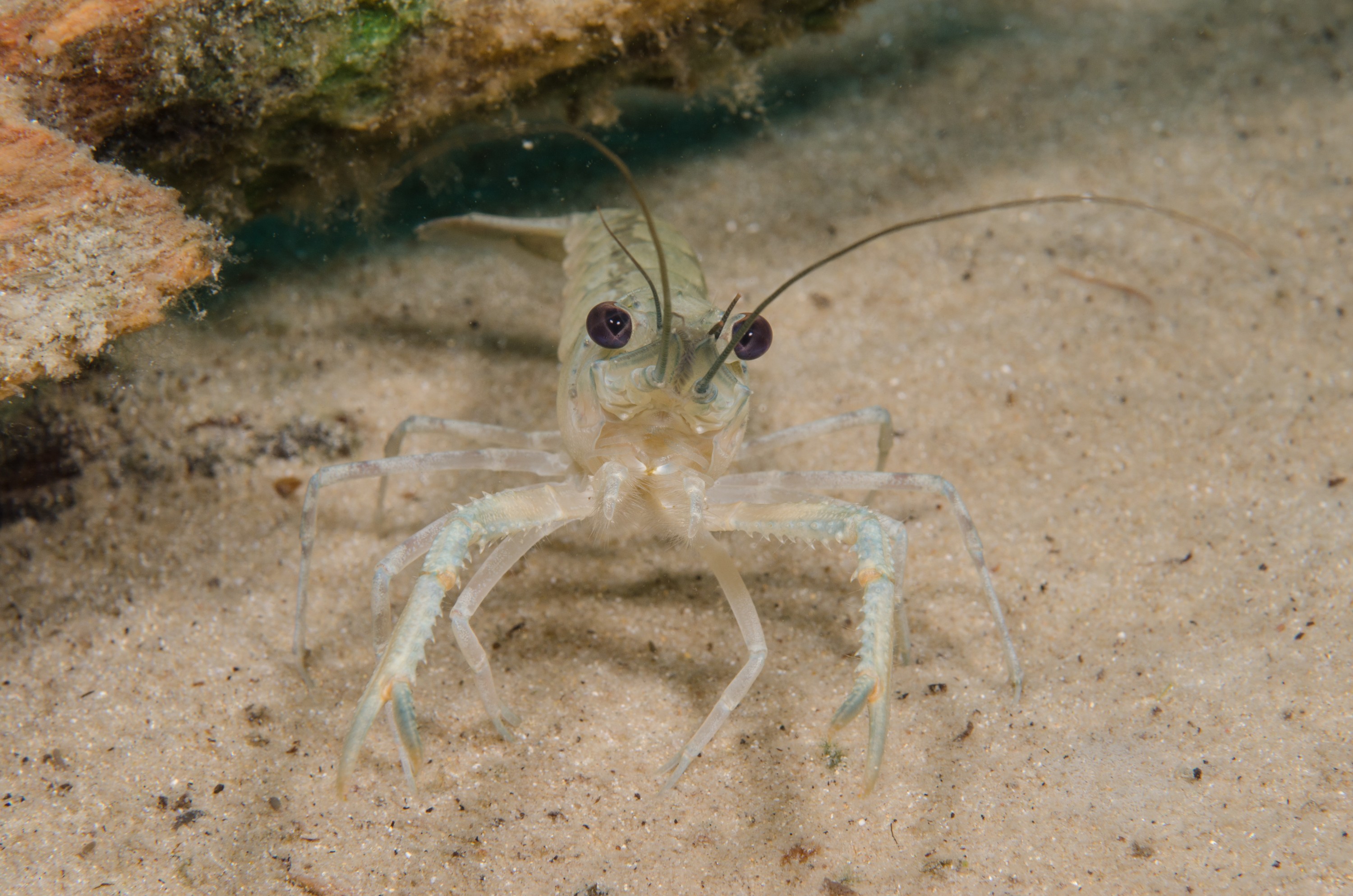 DSC_0912 – Koura, Northland NZ., Paranephrops planifrons, crispin, new, northland, nz, zealand, JAN17